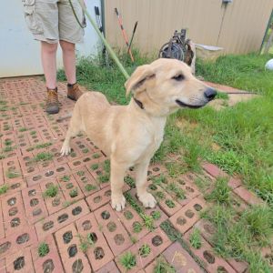 Goose, Baby Male German Shepherd Dog