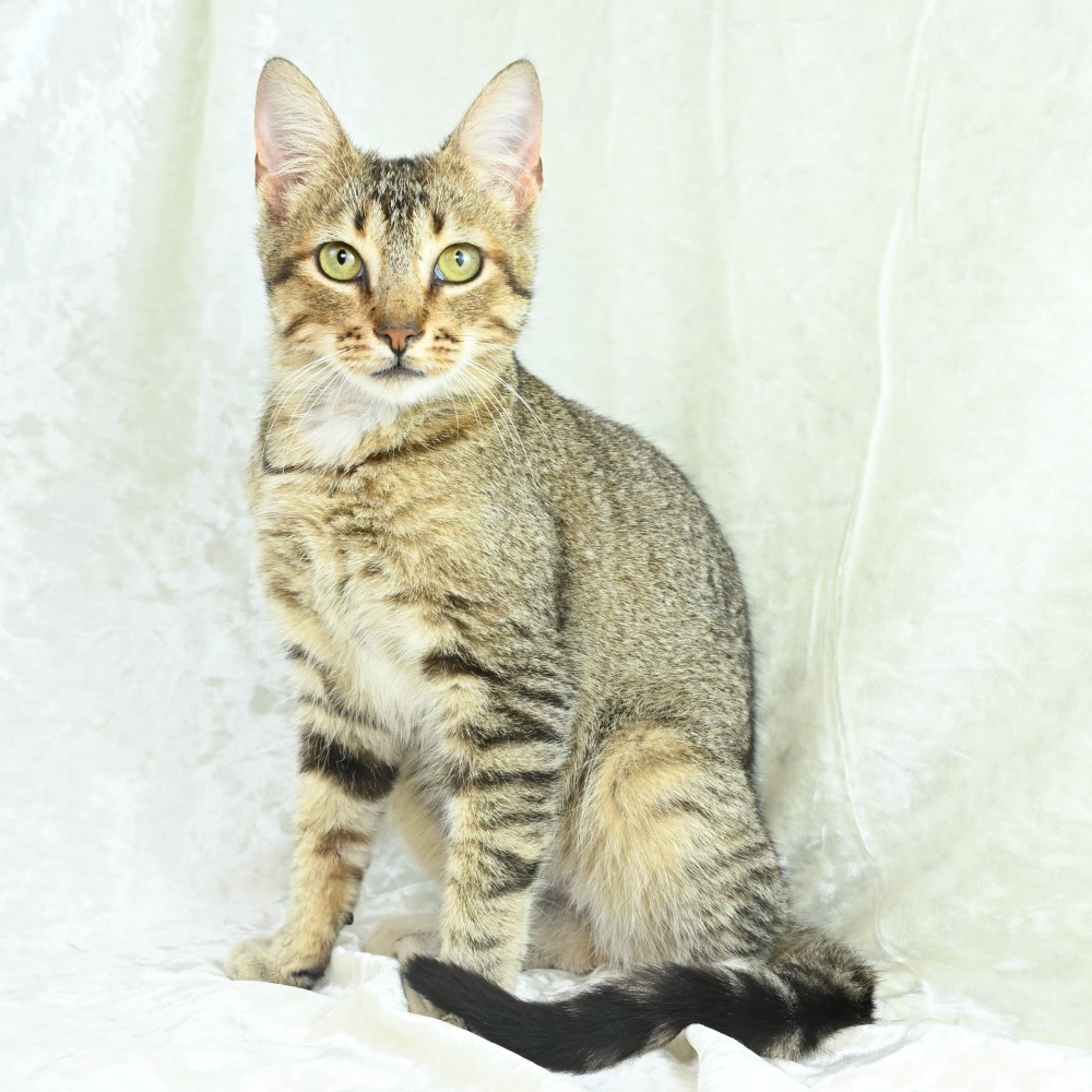 Gideon, an adoptable Abyssinian, Domestic Short Hair in Mobile, AL, 36693 | Photo Image 1