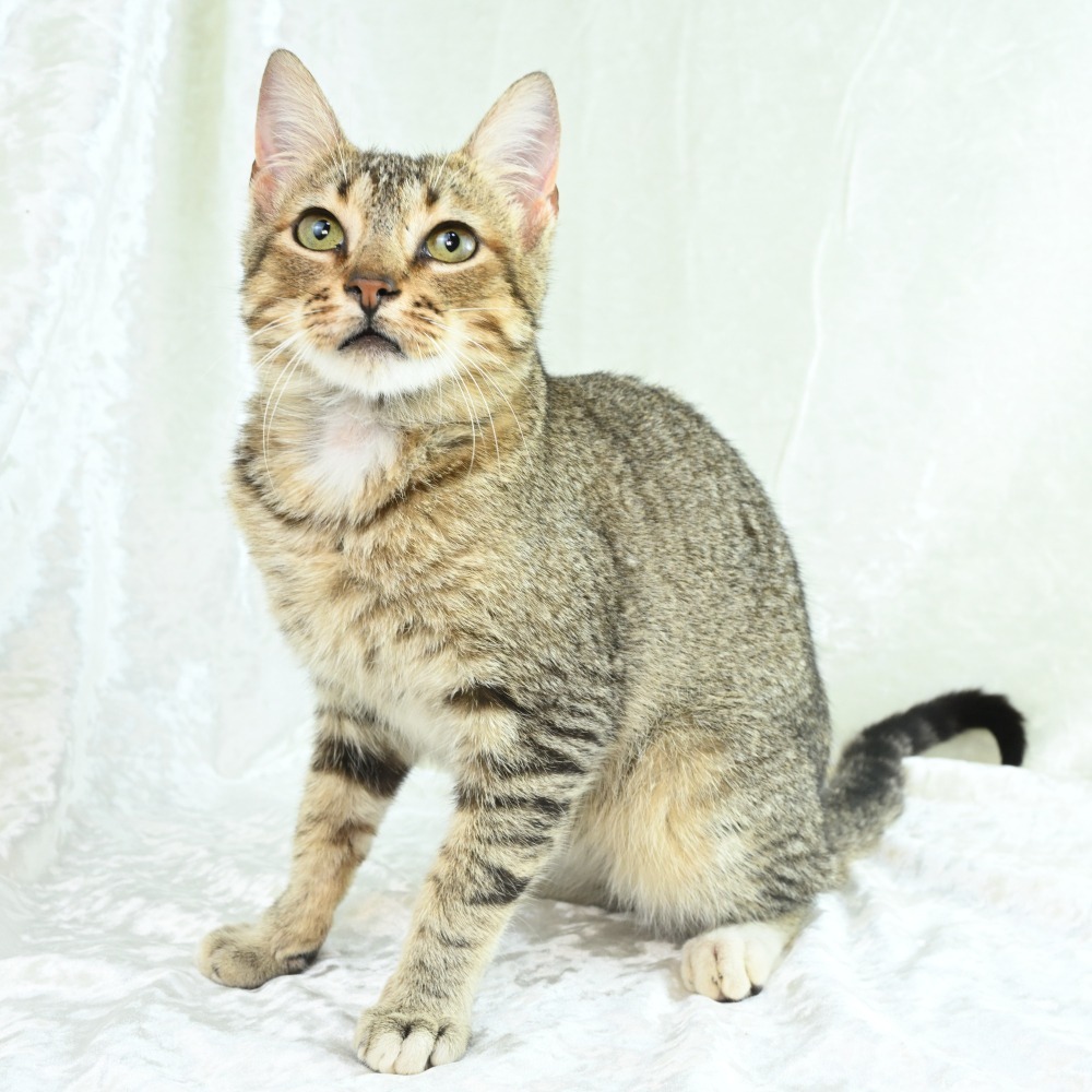 Gideon, an adoptable Abyssinian, Domestic Short Hair in Mobile, AL, 36693 | Photo Image 2