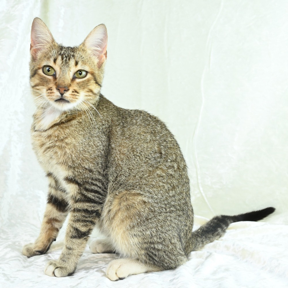 Gideon, an adoptable Abyssinian, Domestic Short Hair in Mobile, AL, 36693 | Photo Image 3