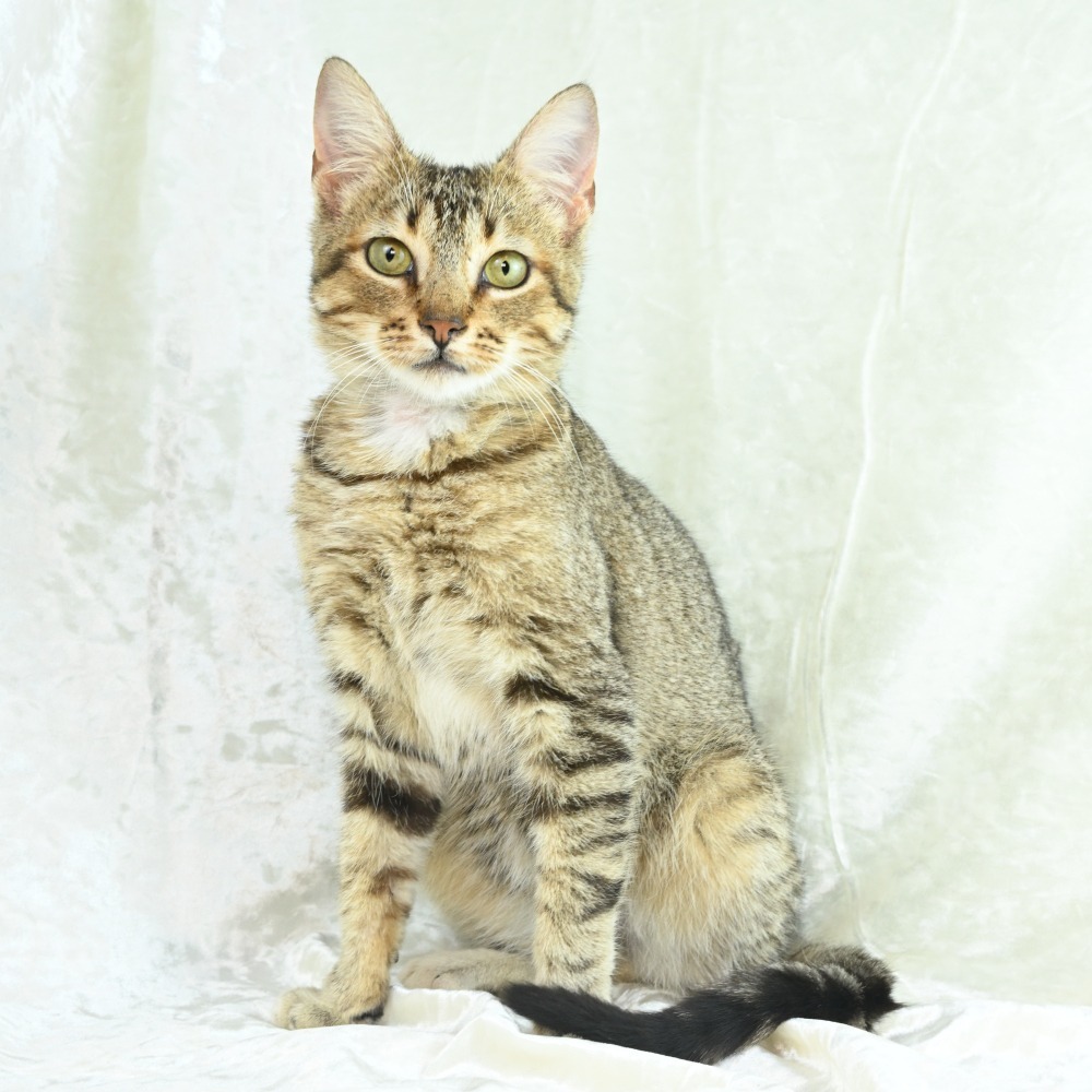 Gideon, an adoptable Abyssinian, Domestic Short Hair in Mobile, AL, 36693 | Photo Image 4