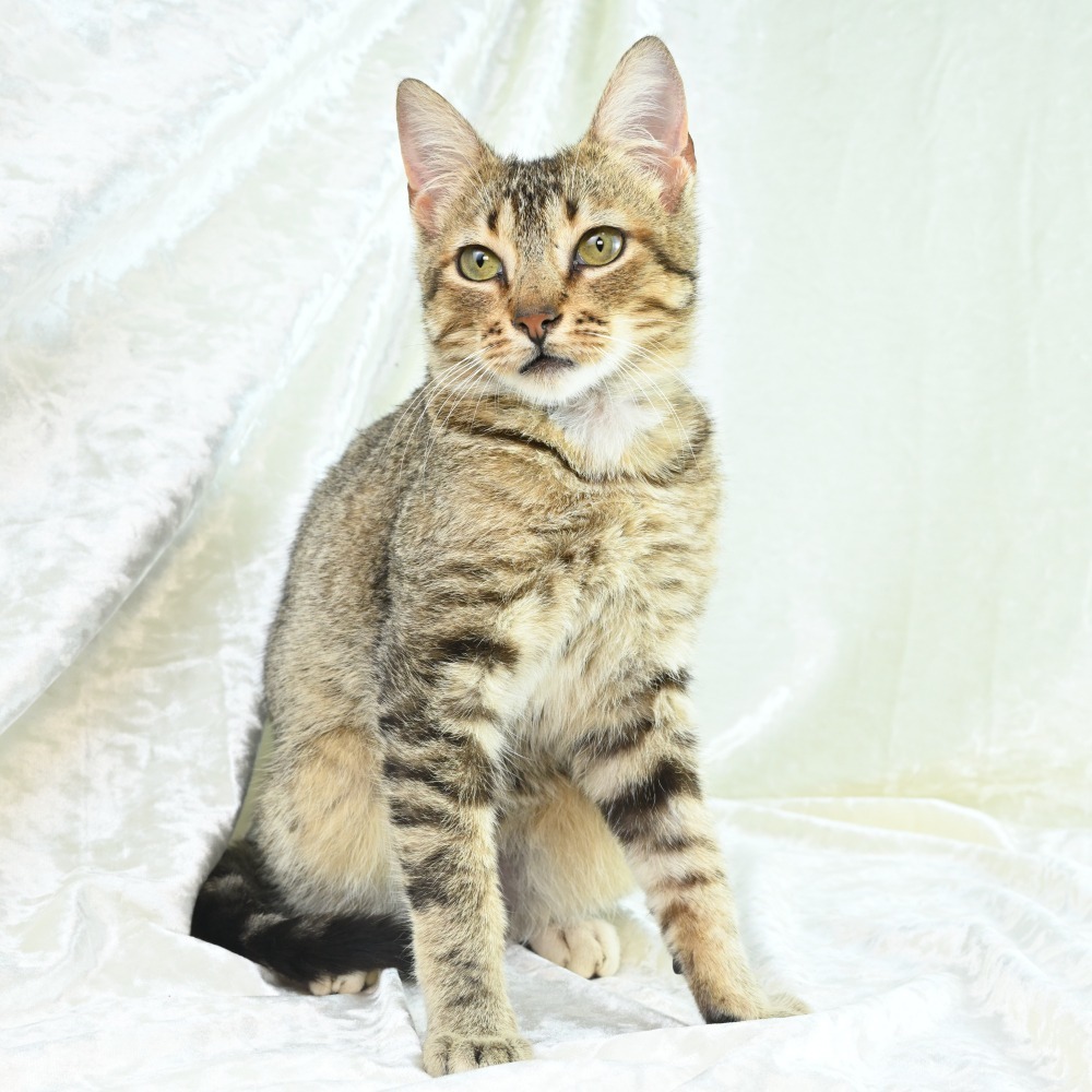 Gideon, an adoptable Abyssinian, Domestic Short Hair in Mobile, AL, 36693 | Photo Image 5