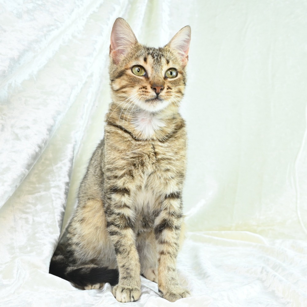 Gideon, an adoptable Abyssinian, Domestic Short Hair in Mobile, AL, 36693 | Photo Image 6