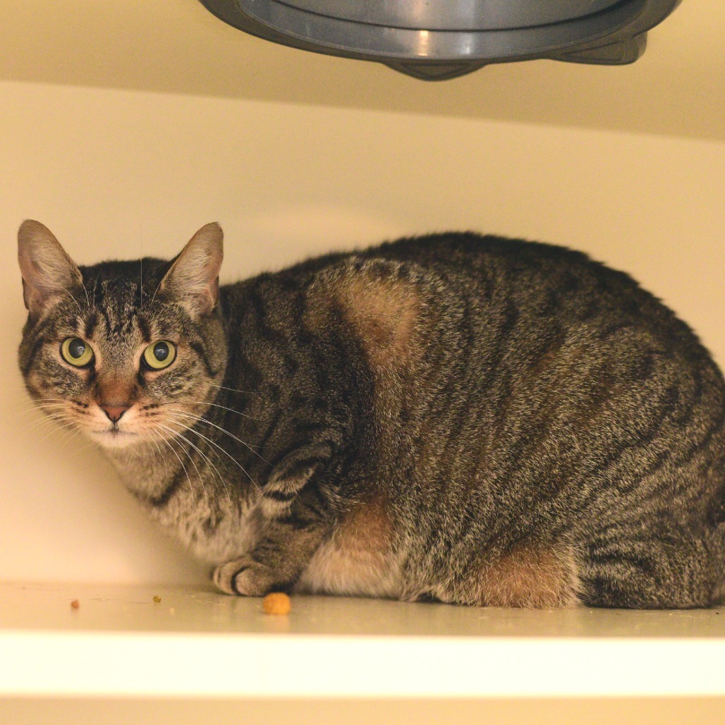 Merida, an adoptable Domestic Short Hair in Idaho Falls, ID, 83402 | Photo Image 1