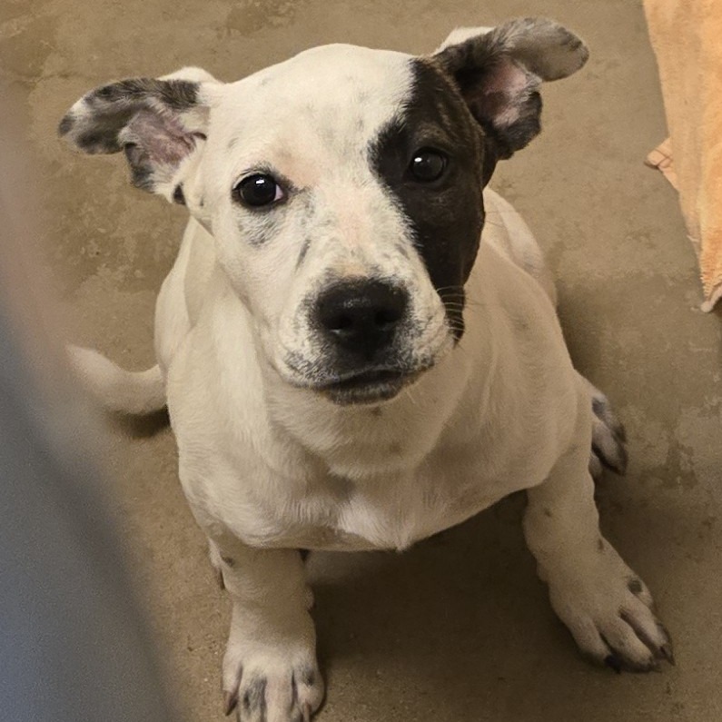 Albert, an adoptable Pit Bull Terrier in Wickenburg, AZ, 85390 | Photo Image 2