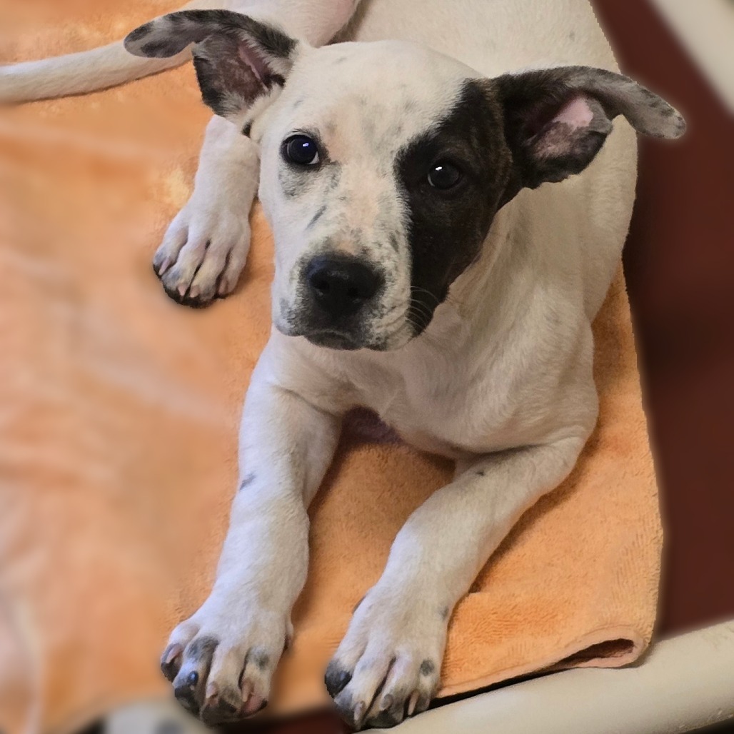 Albert, an adoptable Pit Bull Terrier in Wickenburg, AZ, 85390 | Photo Image 3