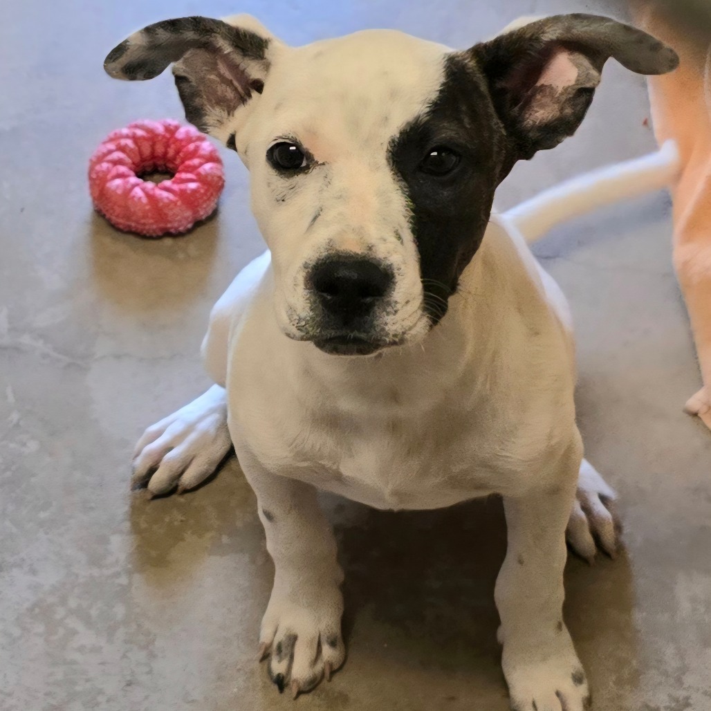 Albert, an adoptable Pit Bull Terrier in Wickenburg, AZ, 85390 | Photo Image 4