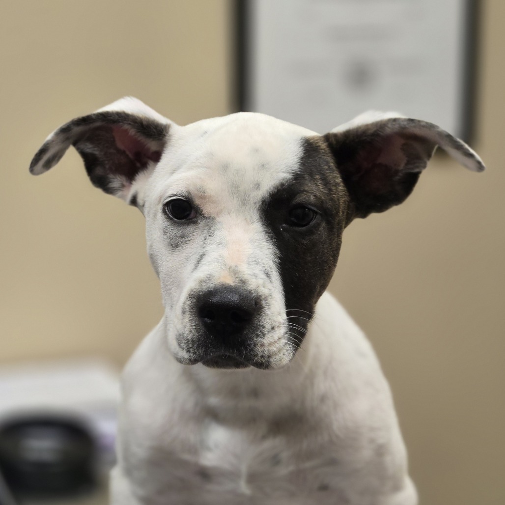 Albert, an adoptable Pit Bull Terrier in Wickenburg, AZ, 85390 | Photo Image 5