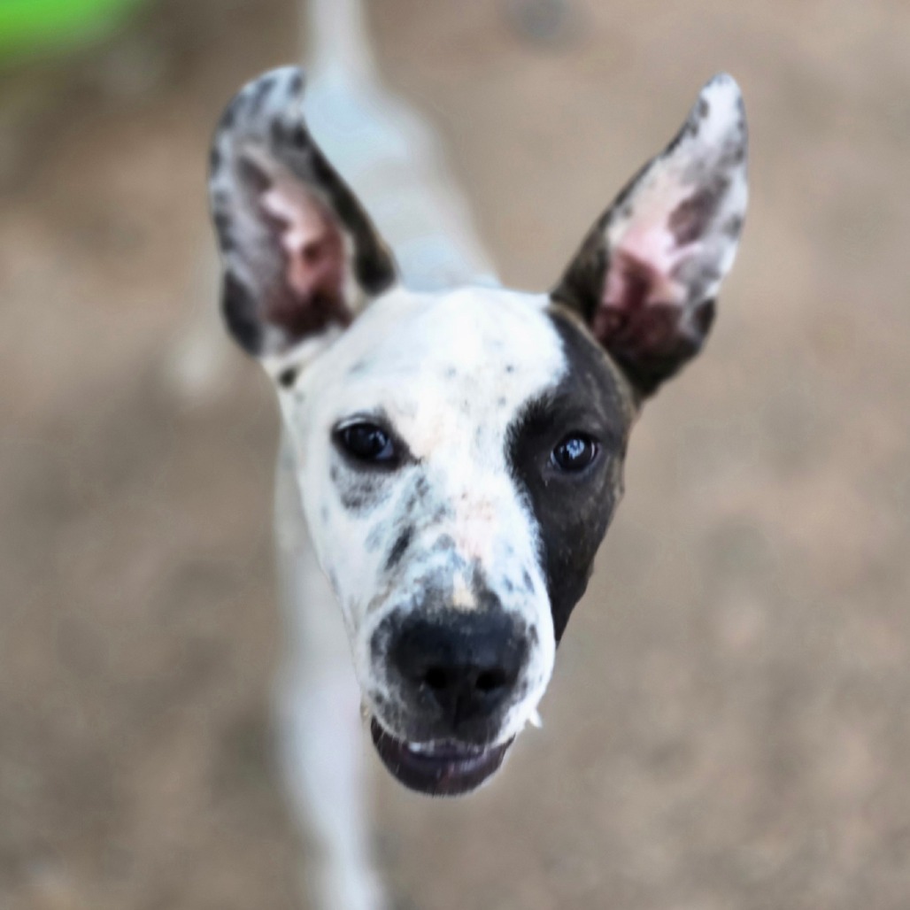 Albert, an adoptable Pit Bull Terrier in Wickenburg, AZ, 85390 | Photo Image 6
