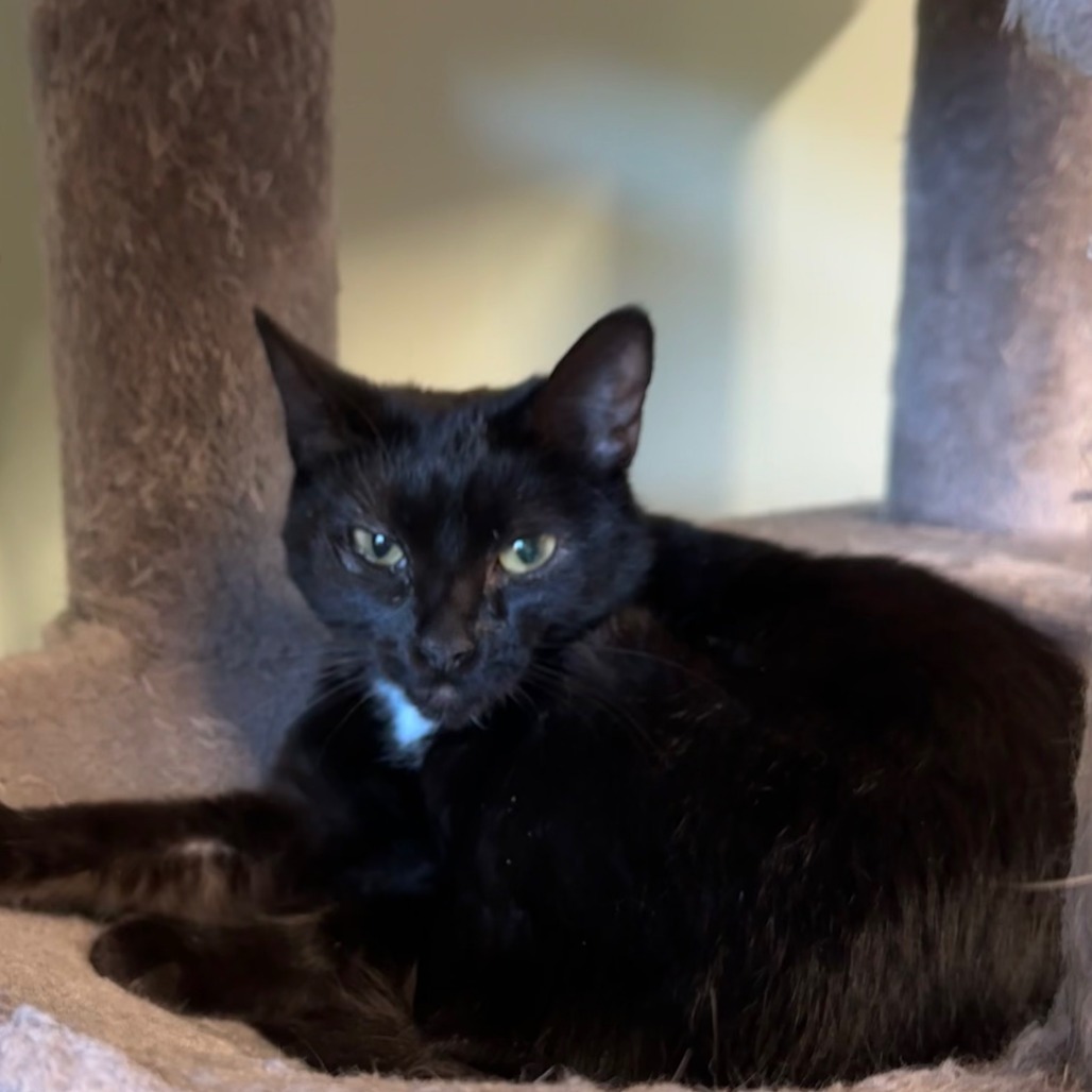 Jellicle, an adoptable Domestic Short Hair in Priest River, ID, 83856 | Photo Image 3