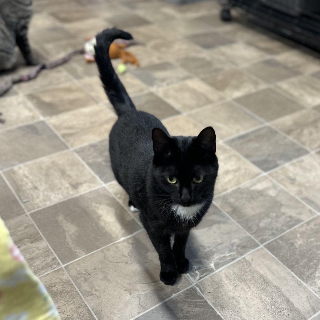 Jellicle, an adoptable Domestic Short Hair in Priest River, ID, 83856 | Photo Image 4