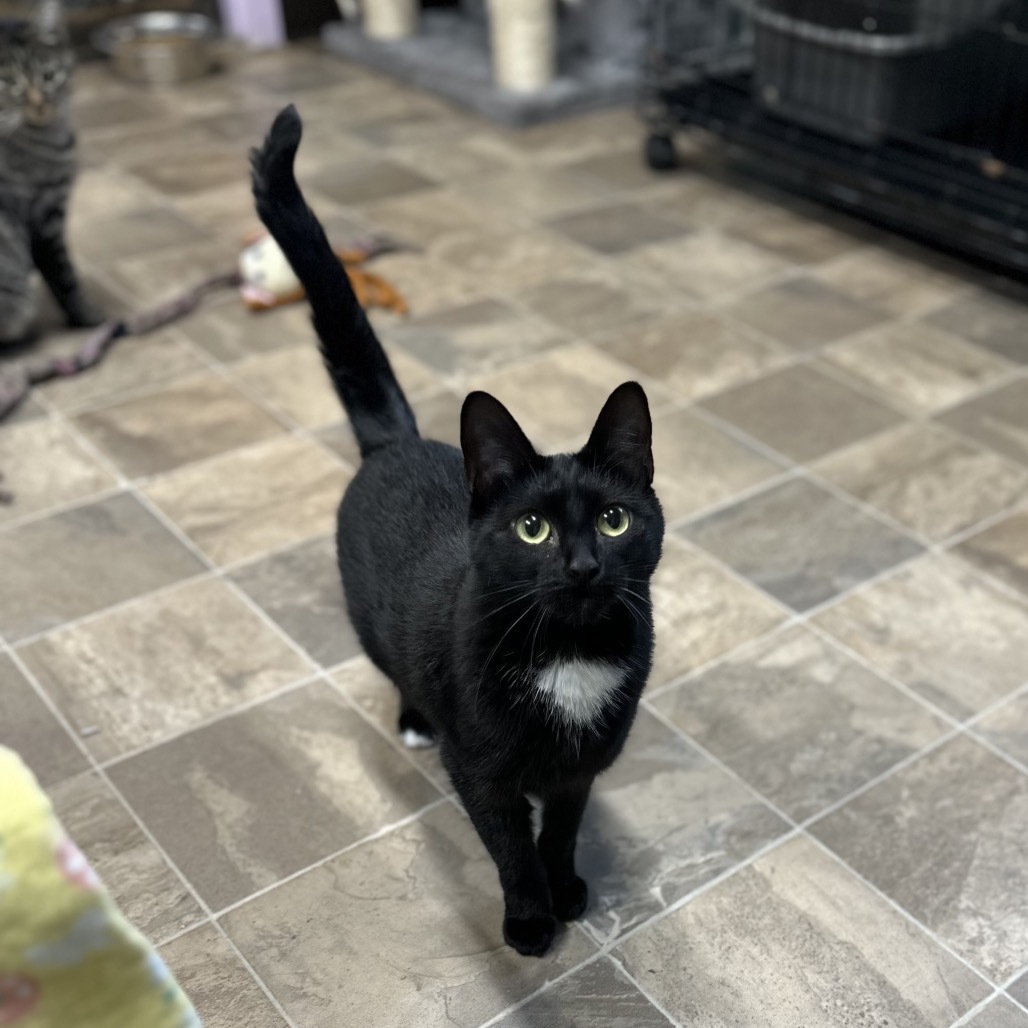 Jellicle, an adoptable Domestic Short Hair in Priest River, ID, 83856 | Photo Image 5