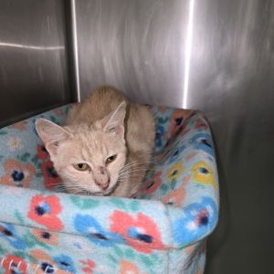 Skeeter 25-1232, Adult Female unknown