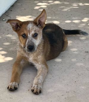 Tippy Australian Cattle Dog / Blue Heeler Dog