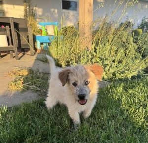 Snow Australian Shepherd Dog