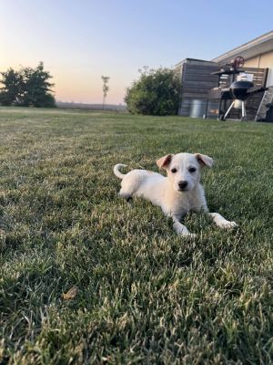 Rascal Australian Shepherd Dog