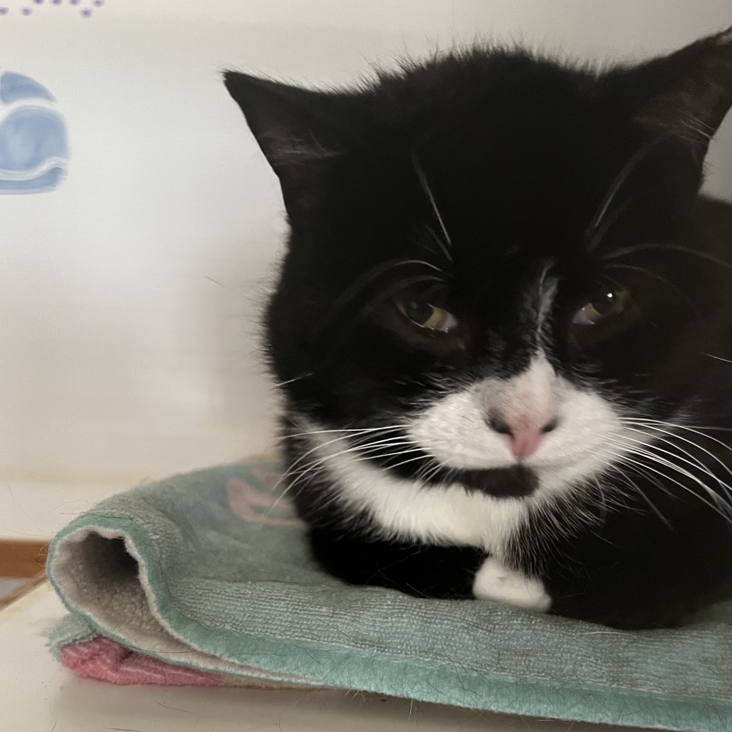 Batman, an adoptable Domestic Short Hair in Bangor, ME, 04401 | Photo Image 2