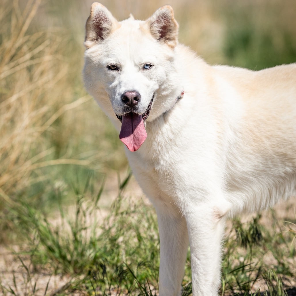Spirit, an adoptable Jindo, Akita in Cody, WY, 82414 | Photo Image 1
