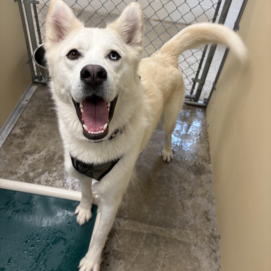 Spirit, an adoptable German Shepherd Dog, Husky in Cody, WY, 82414 | Photo Image 2