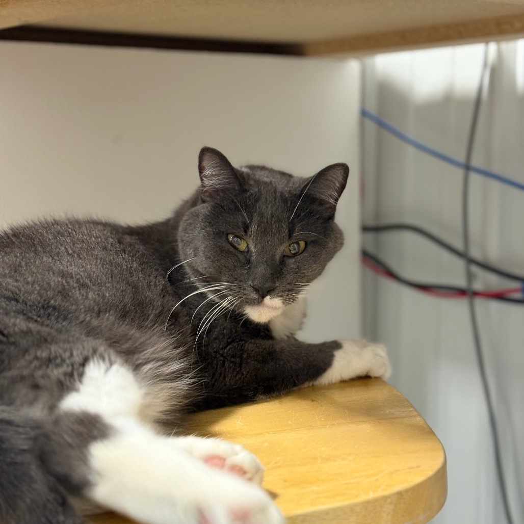 Vernon, an adoptable Domestic Short Hair in Sheridan, WY, 82801 | Photo Image 2