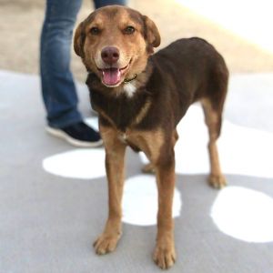 Lyle, Young Male Mixed Breed