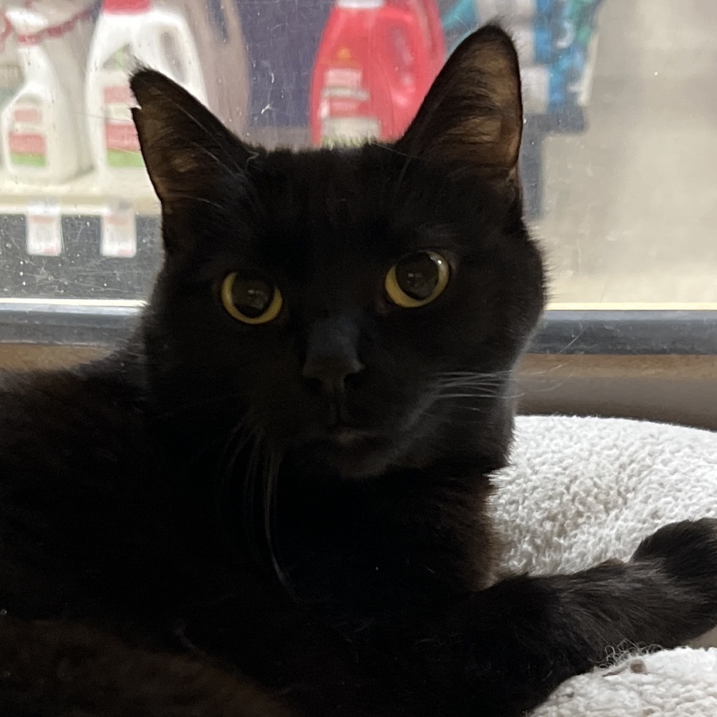 Hermoine, an adoptable Domestic Short Hair in Bismarck, ND, 58507 | Photo Image 1