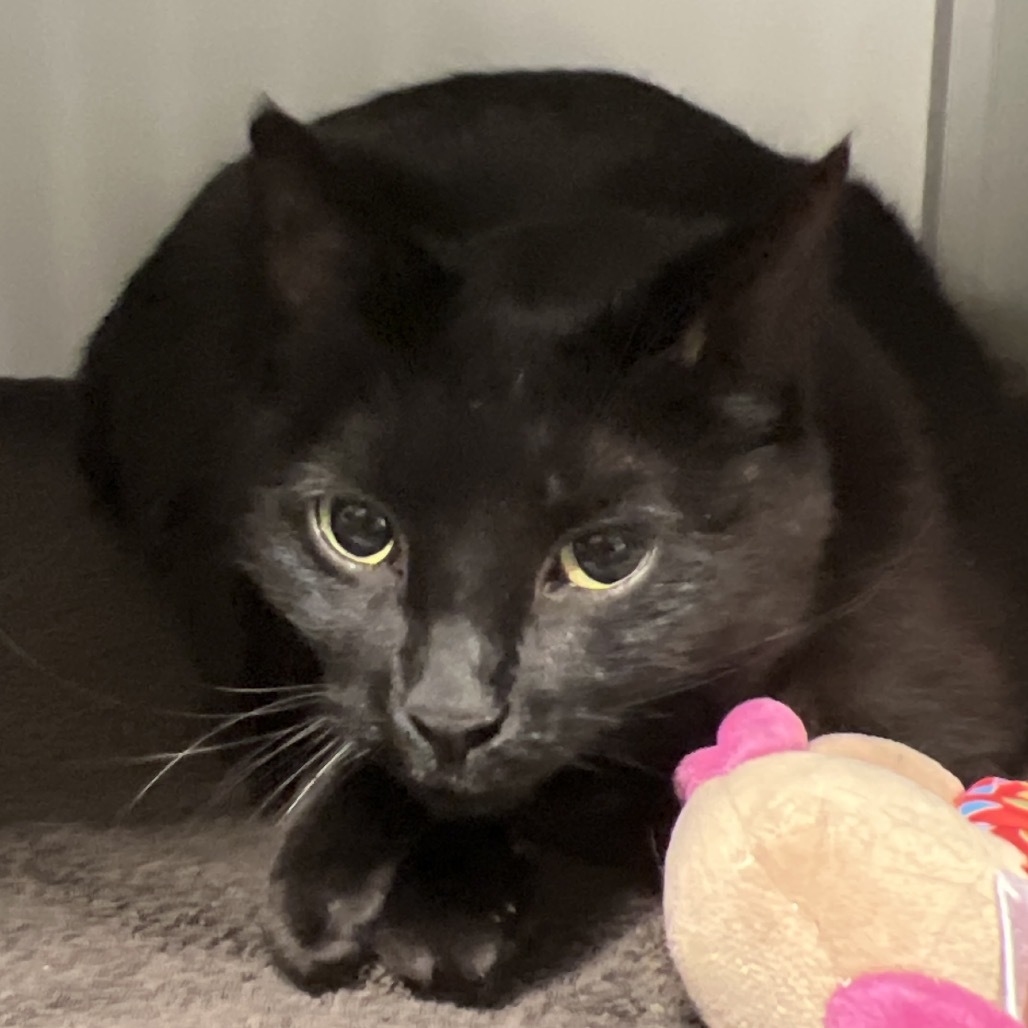 Hermoine, an adoptable Domestic Short Hair in Bismarck, ND, 58507 | Photo Image 2