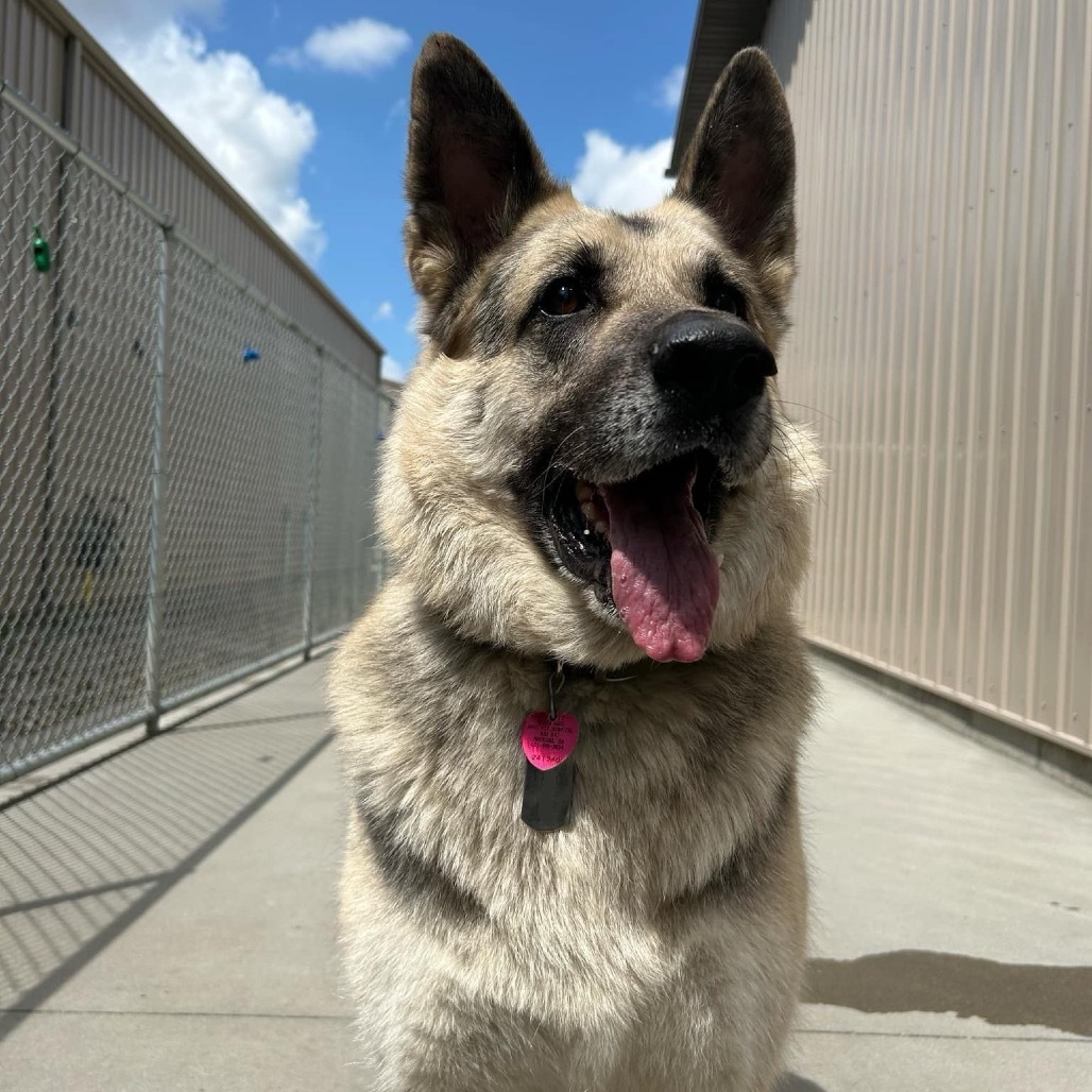 Stoney, an adoptable German Shepherd Dog in Bismarck, ND, 58507 | Photo Image 1