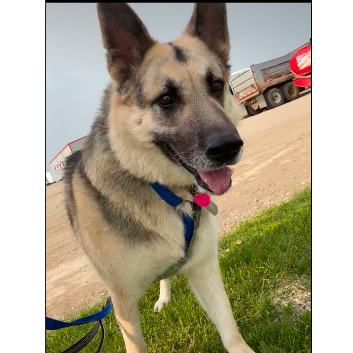 Stoney, an adoptable German Shepherd Dog in Bismarck, ND, 58507 | Photo Image 2