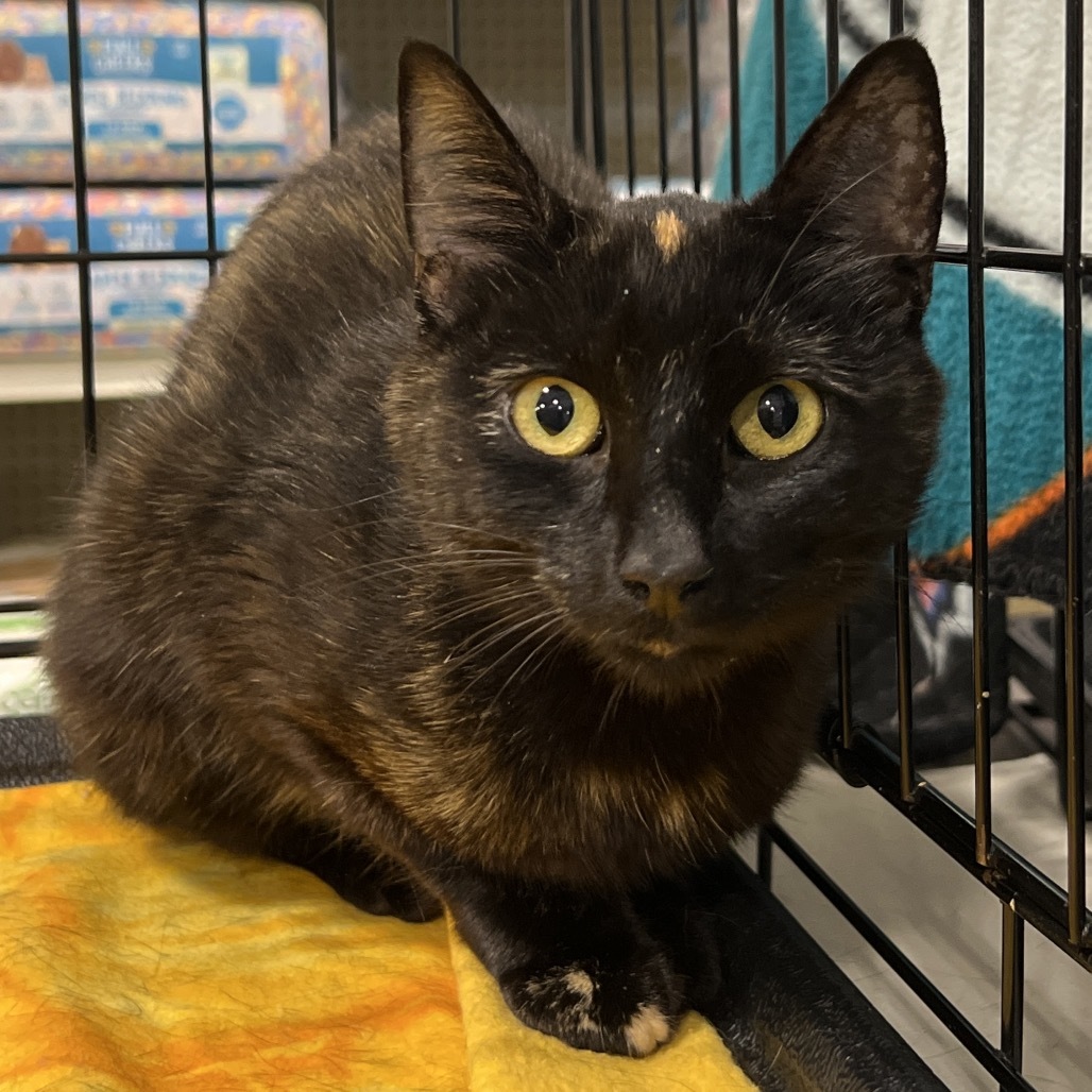 Star, an adoptable Domestic Short Hair, Manx in Bismarck, ND, 58507 | Photo Image 1