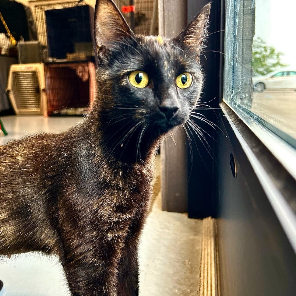 Star, an adoptable Domestic Short Hair, Manx in Bismarck, ND, 58507 | Photo Image 2