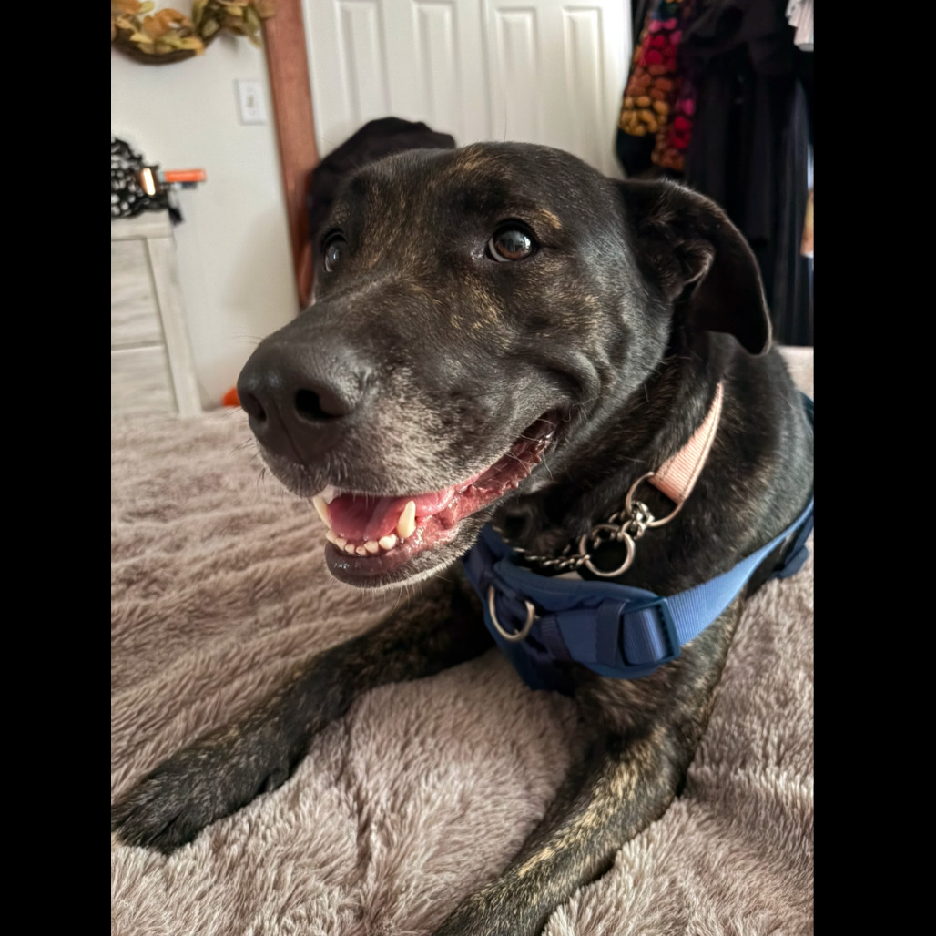 Frankie, an adoptable Mixed Breed in Bismarck, ND, 58507 | Photo Image 1