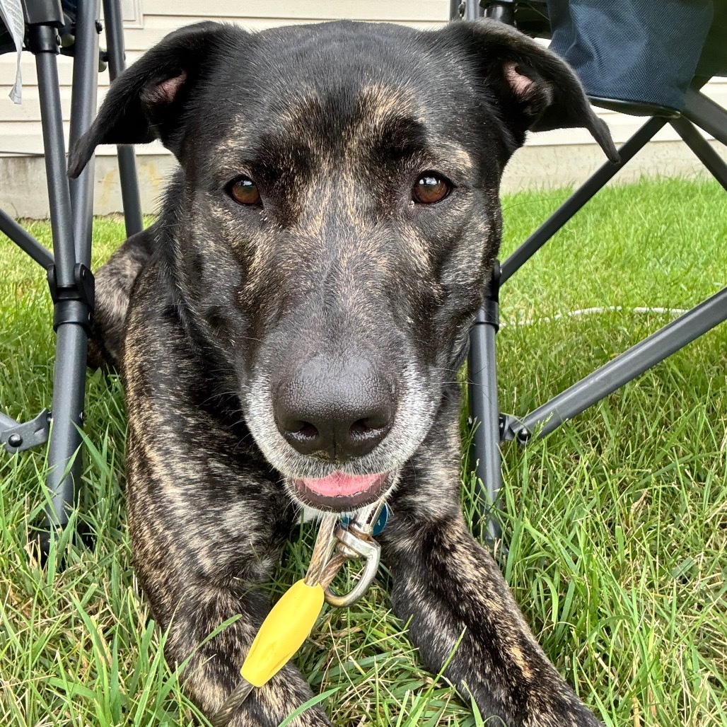 Frankie, an adoptable Mixed Breed in Bismarck, ND, 58507 | Photo Image 1