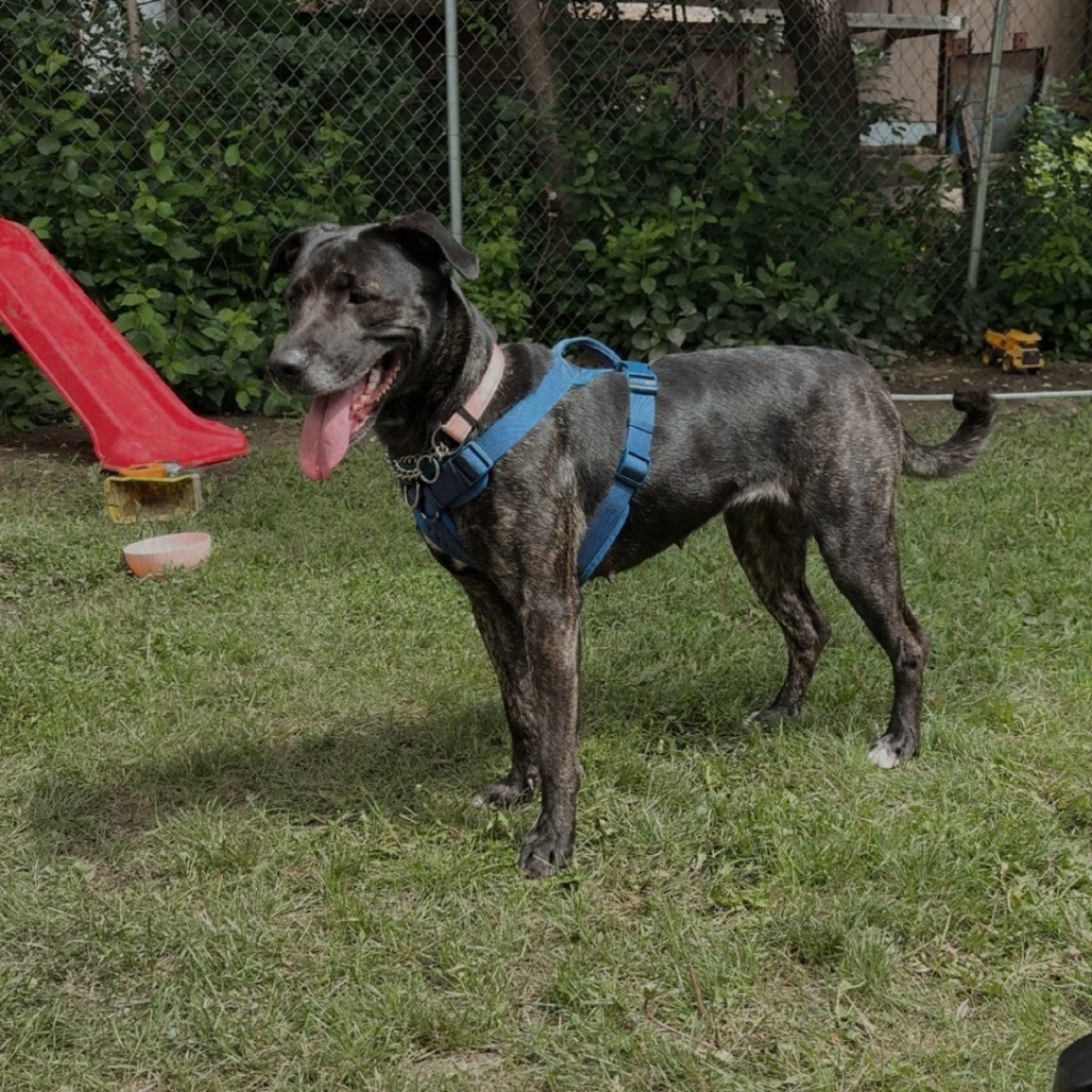 Frankie, an adoptable Mixed Breed in Bismarck, ND, 58507 | Photo Image 2