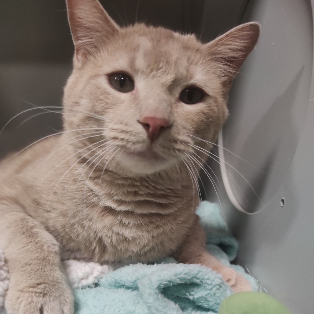 Tom, an adoptable Domestic Short Hair in Bismarck, ND, 58507 | Photo Image 1