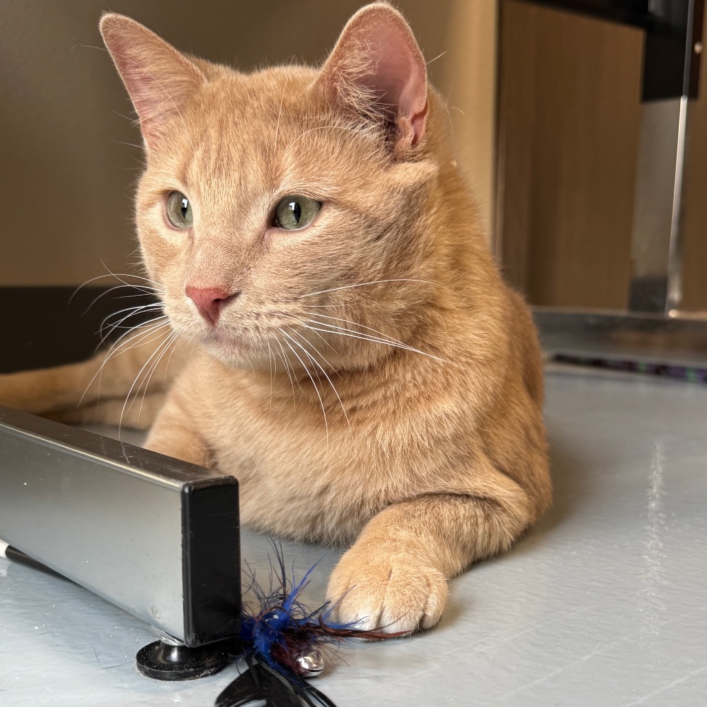 Tom, an adoptable Domestic Short Hair in Bismarck, ND, 58507 | Photo Image 1