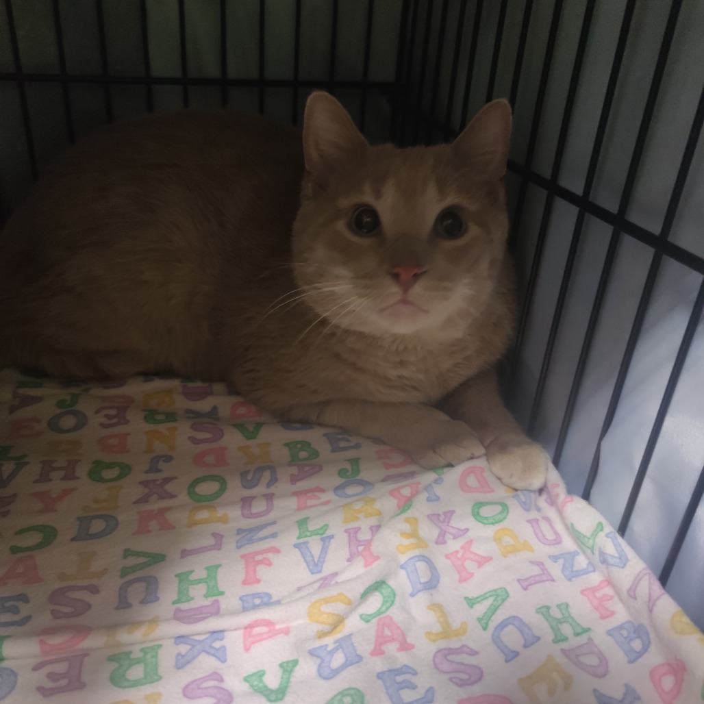 Tom