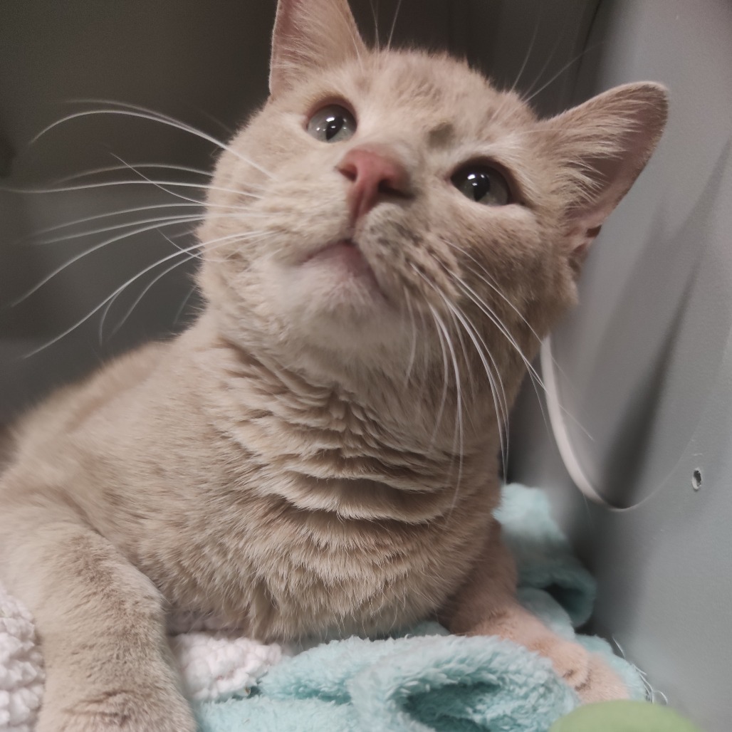 Tom, an adoptable Domestic Short Hair in Bismarck, ND, 58507 | Photo Image 3