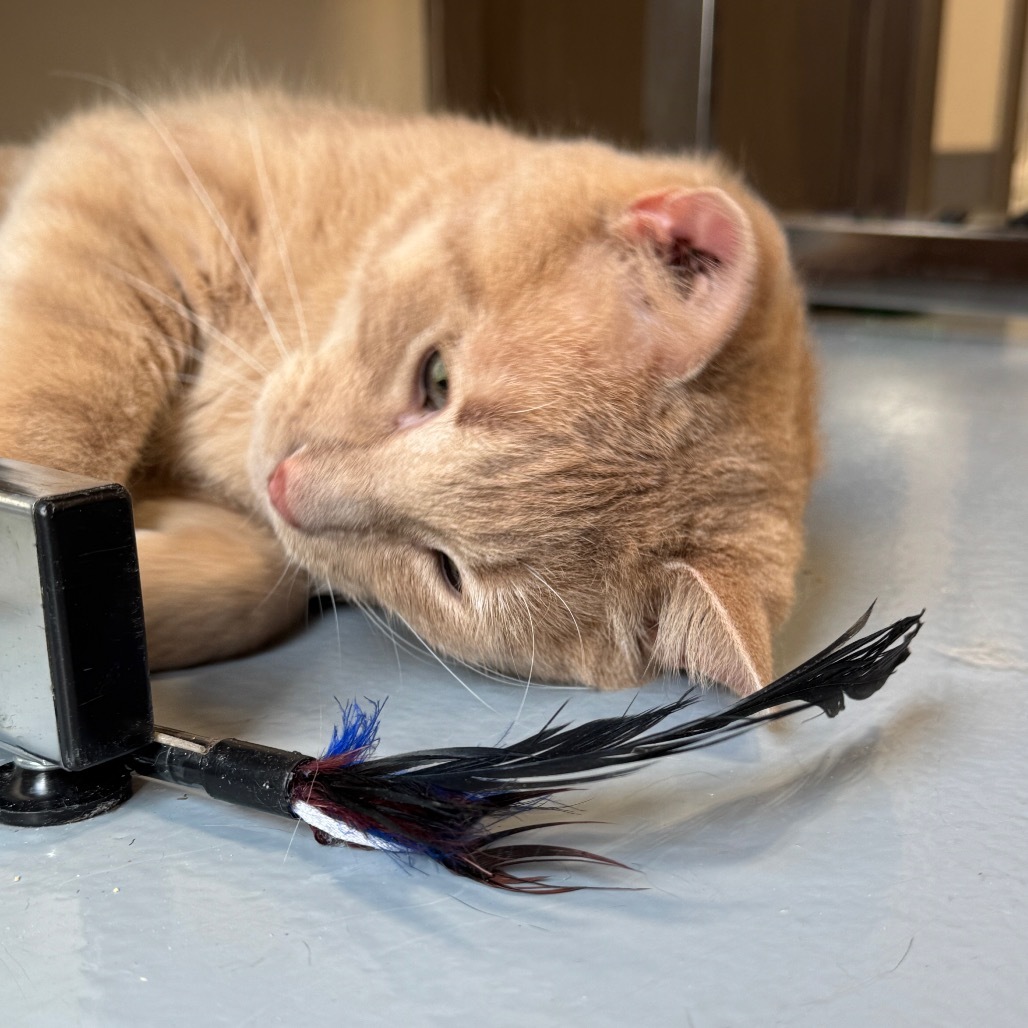 Tom, an adoptable Domestic Short Hair in Bismarck, ND, 58507 | Photo Image 6