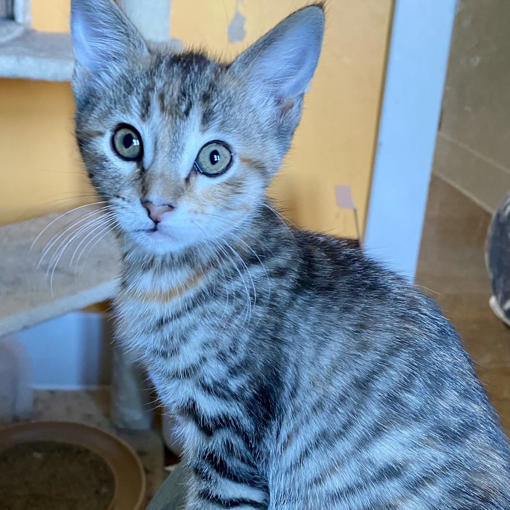 Skrunkle, an adoptable Domestic Short Hair in Bismarck, ND, 58507 | Photo Image 2
