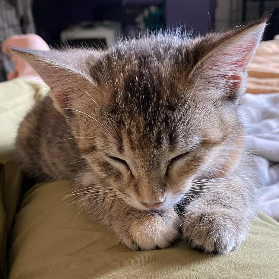Skrunkle, an adoptable Domestic Short Hair in Bismarck, ND, 58507 | Photo Image 3