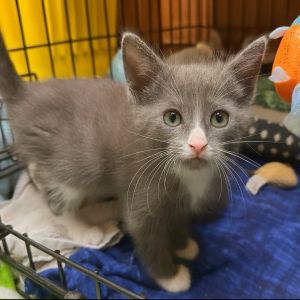 Nanette, Baby Female Domestic Short Hair