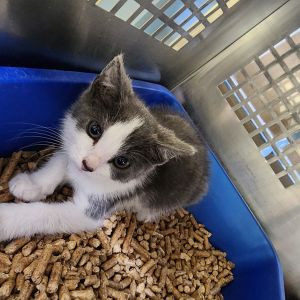 Arwen, Baby Female Domestic Short Hair