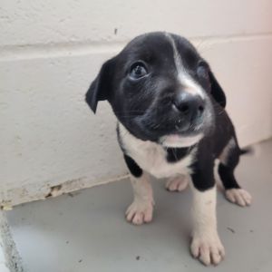 Valentino, Baby Male Terrier