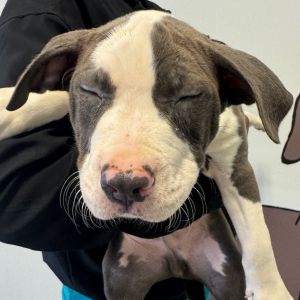 Mocha, Baby Female Terrier