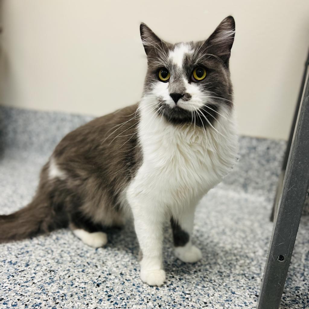 Gelato, an adoptable Domestic Long Hair in Great Falls, MT, 59404 | Photo Image 1