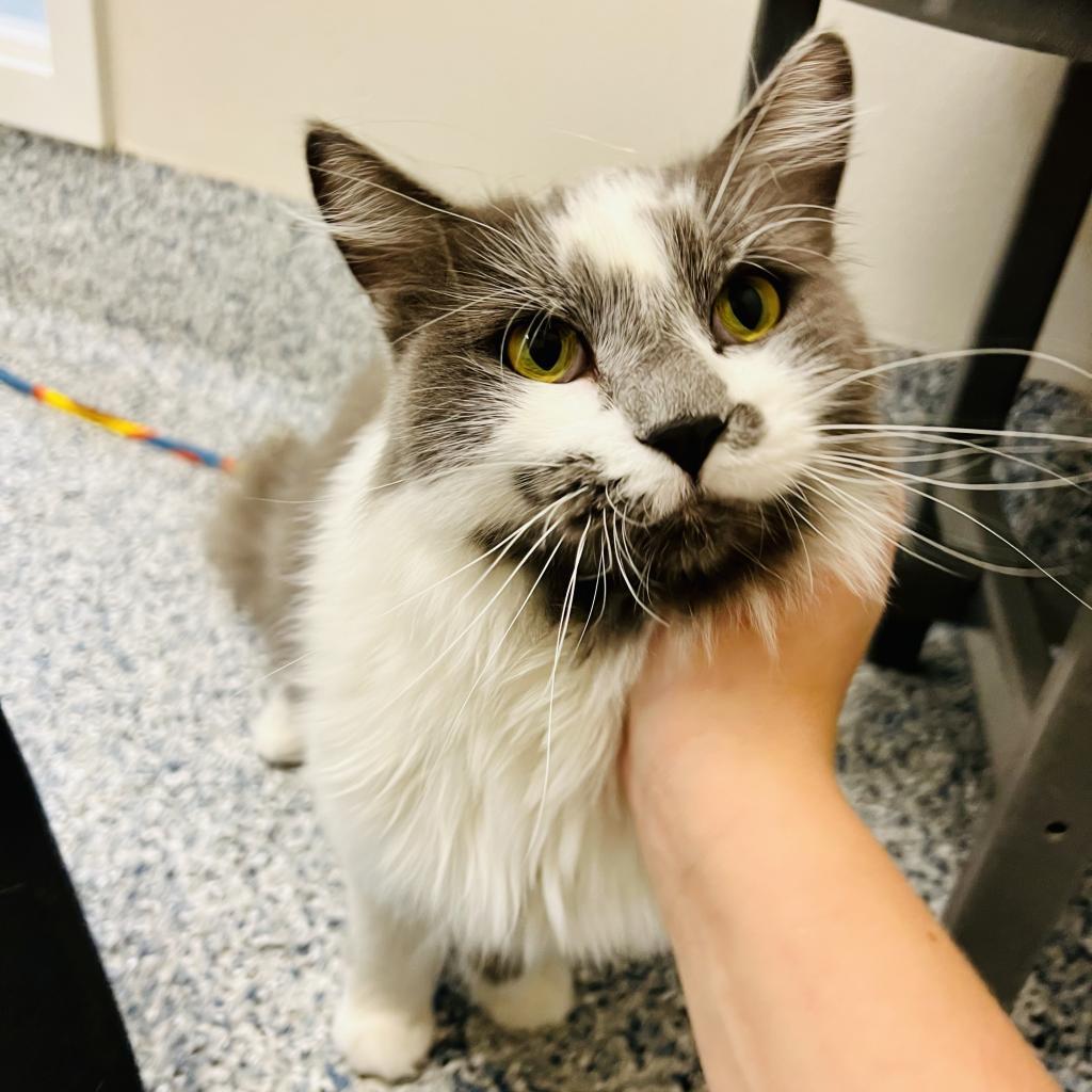 Gelato, an adoptable Domestic Long Hair in Great Falls, MT, 59404 | Photo Image 2