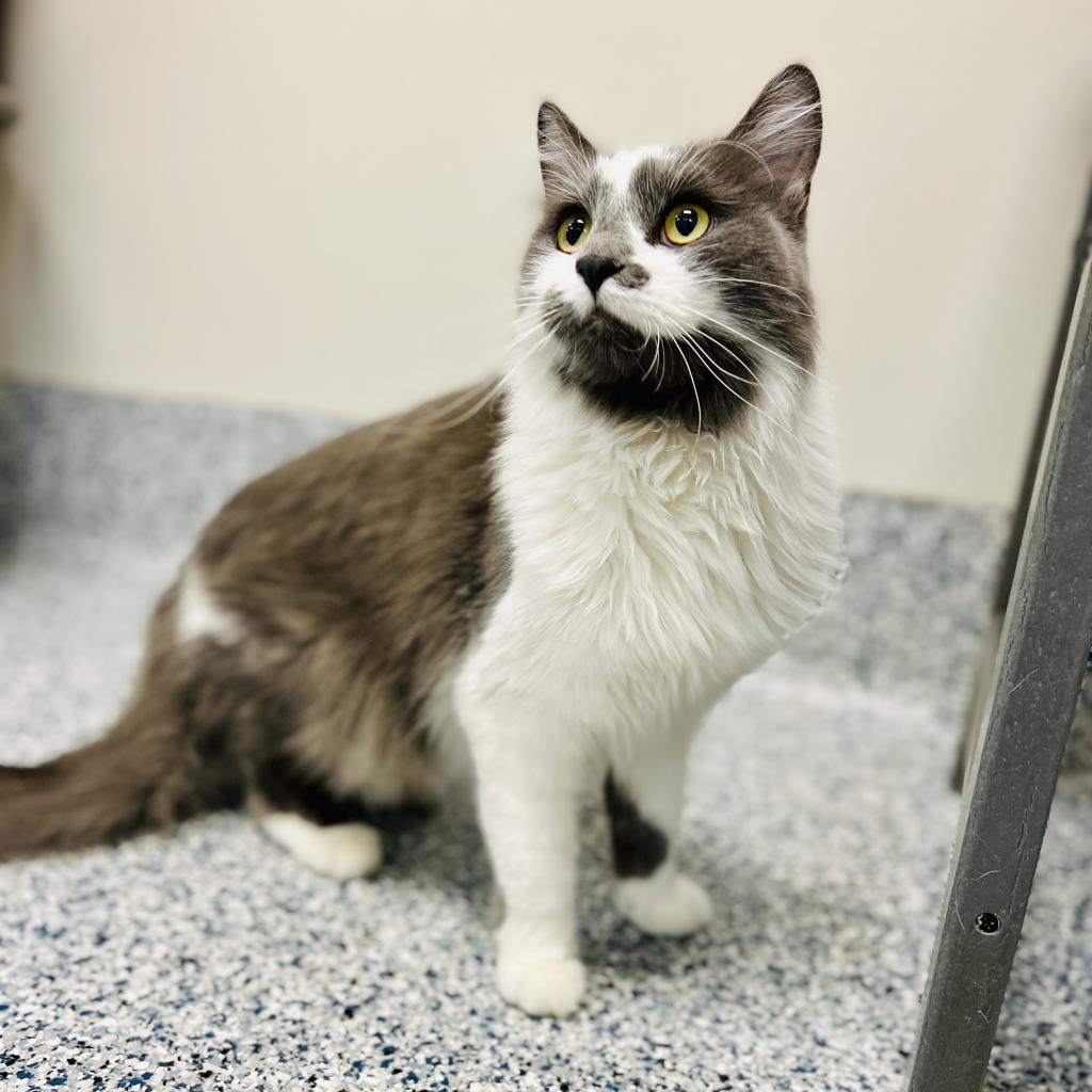 Gelato, an adoptable Domestic Long Hair in Great Falls, MT, 59404 | Photo Image 3