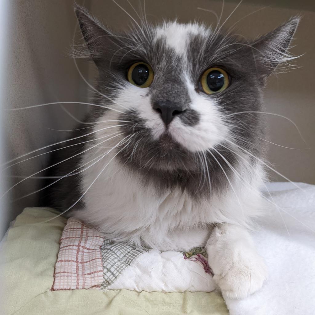 Gelato, an adoptable Domestic Long Hair in Great Falls, MT, 59404 | Photo Image 4