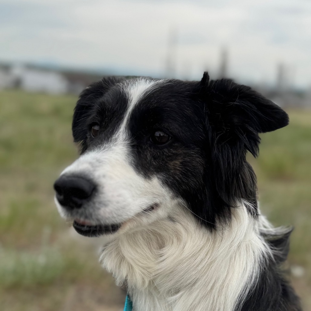 Princess, an adoptable Border Collie in Great Falls, MT, 59404 | Photo Image 1